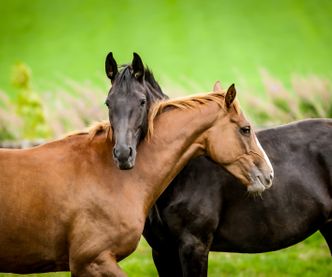 Two horses embracing in friendship
